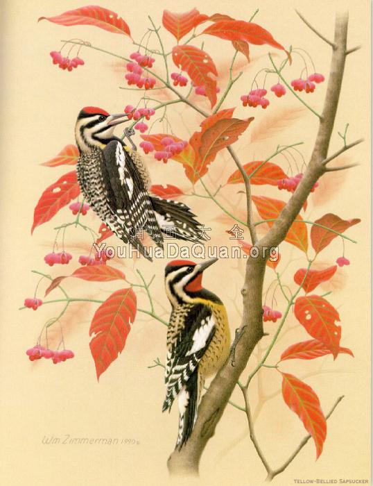 Yellow-bellied Sapsucker - 威廉·齐默曼